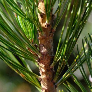Arve, Zirbelkiefer, Zerbe (Pinus cembra)