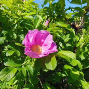 Rosa-rugosa (Apfelrose / Kartoffelrose / Hagebutte)