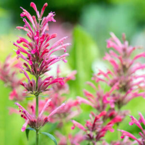 Duftnessel Red Fortune (Agastache mexicana Red Fortune)